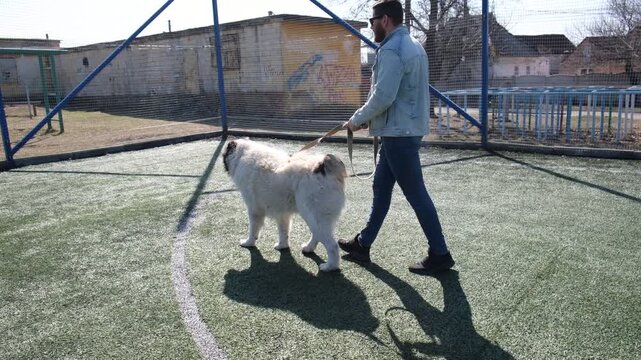 Man walking a large Alabai, Central Asian Shepherd, across an outdoor sports field, everyday footage for leash training, obedience, exercise, socialization, companionship, responsible ownership and gu