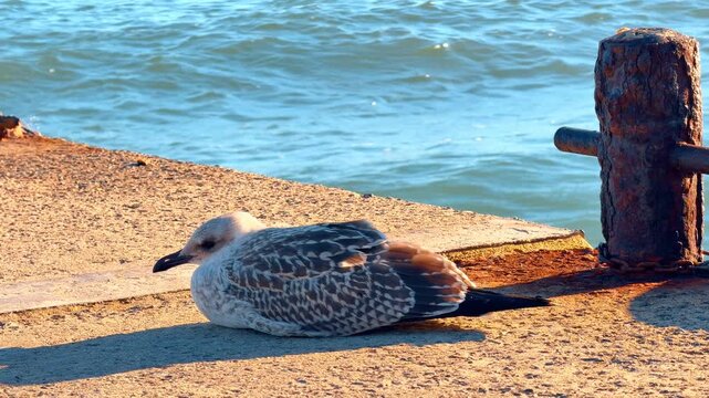 Seagull resting on concrete pier by rusty bollard. A coastal bird sits on a sunlit dock next to an old iron mooring post with ocean waves in the background.