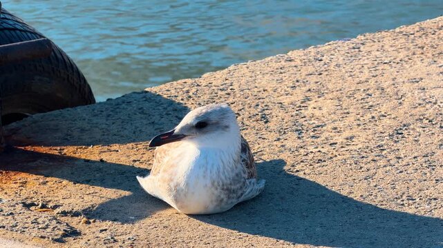 Seagull sitting on concrete dock near tire bumper. A marine bird rests on a sunlit pier edge beside a rubber fender with blue ocean water visible behind.