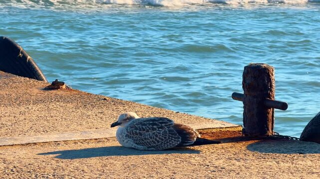 Resting seagull on pier with bollard and tire. The bird lies on a sunlit concrete surface between an old mooring post and a rubber fender near the sea.