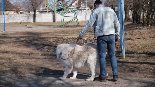 Man interacting with a large Alabai, Central Asian Shepherd dog during an outdoor walk, everyday footage for companionship, obedience, pet socialization, guard breed handling, trust