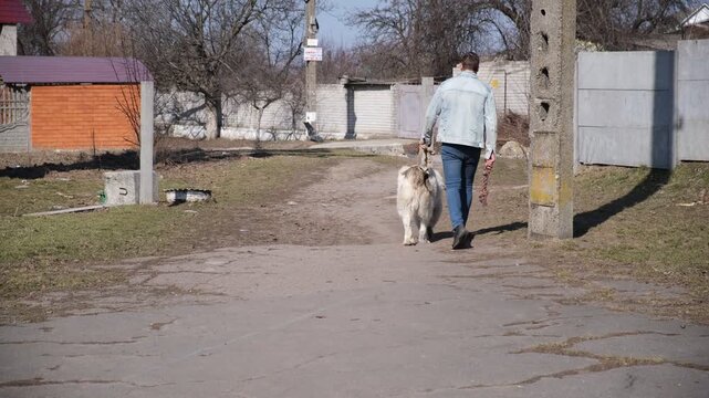 Man walking away with a large Alabai, Central Asian Shepherd dog along a quiet residential street, everyday footage for pet exercise, companionship, guard breed ownership