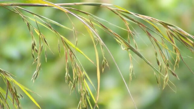 Close up shot of wild grass stems swaying gently in a natural green environment with sunlight