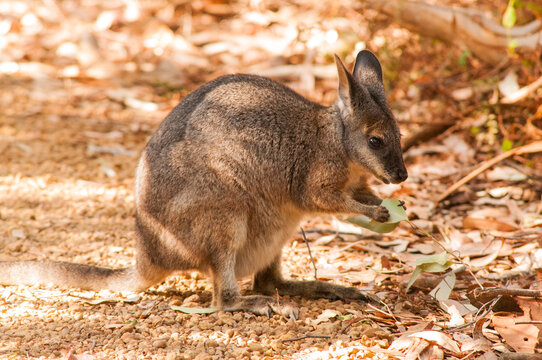 Wild Tammar wallaby (Notamacropus eugenii) eating a leaf in its natural bushland habitat on Kangaroo Island, Australia