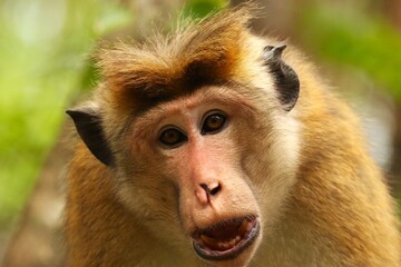 A Portrait of  a reddish-brown monkey known scientifically as the Macaca sinica or the toque macaque, endemic to Sri Lanka. © iPixwild