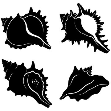 Conch shell vector bundle, Minimalist conch shell silhouette illustration, Vintage conch shell engraving style vector bundle