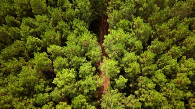 Pathway through a forest of pines in Landes, France shows greenery
