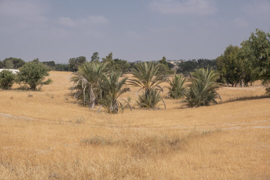 agriculture and afforestation efforts. soil berms and earthen berms designed to catch rainwater run-off and prevent soil erosion in the arid Negev desert, Israel.