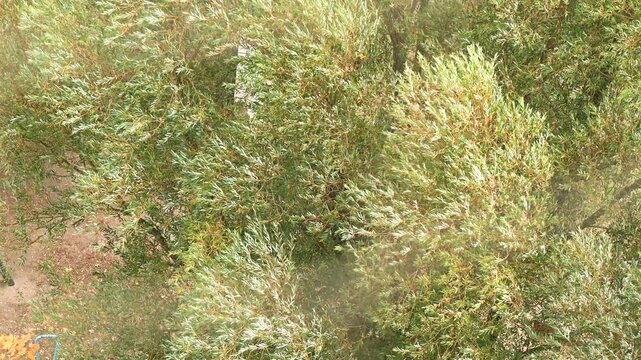 Leaves of trees and shrubs in autumn colors sway gently in the gusts of wind.