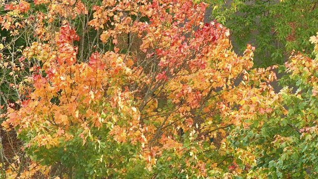Leaves of trees and shrubs in autumn colors sway gently in the gusts of wind.