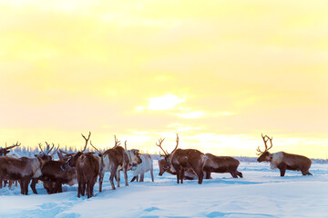 A herd of reindeer in the snowy tundra. Life in the Arctic. © lizavetta