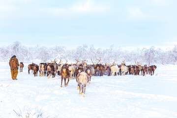 A herd of reindeer and a reindeer herder walk through a snowy forest. Life in the Arctic. © lizavetta