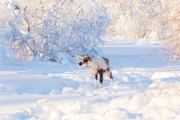 A lonely beautiful reindeer in a snowy forest. Life in the Arctic. © lizavetta