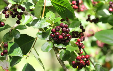 A close up of the dark red berries of Aronia, Chokeberry, in summer. © Maria