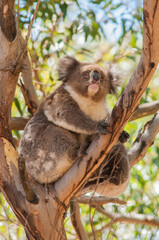 Wild koala (Phascolarctos cinereus) sitting in a eucalyptus tree in its natural Australian habitat © Pierre