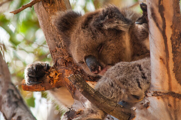 Close-up of a wild koala (Phascolarctos cinereus) sleeping peacefully in a eucalyptus tree in the wild © Pierre