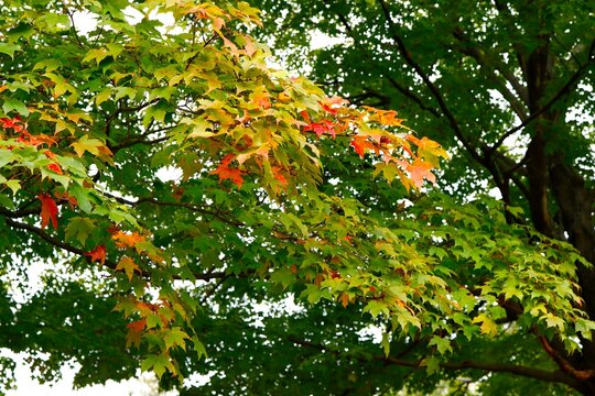 Maple leaves beginning to turn red in fall