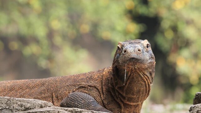 Close-up portrait of a Komodo dragon (Varanus komodoensis) resting calmly while strands of saliva hang from its mouth. 