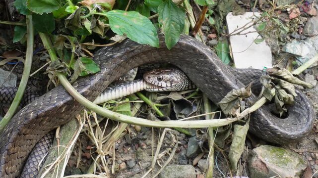 Oriental rat snake swallowing another snake in the wild