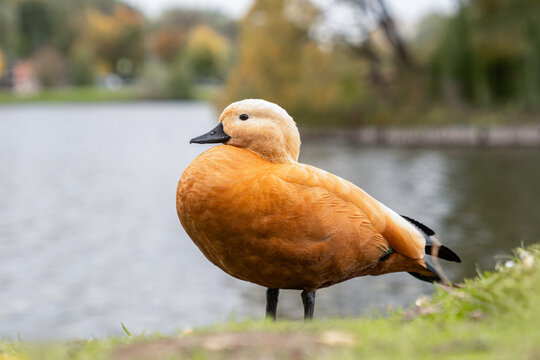 Ruddy shelduck with bright orange plumage turning its head back on a pond shore with blurred background and copy space