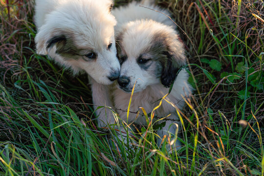 Two cute puppies cuddling together in green grass