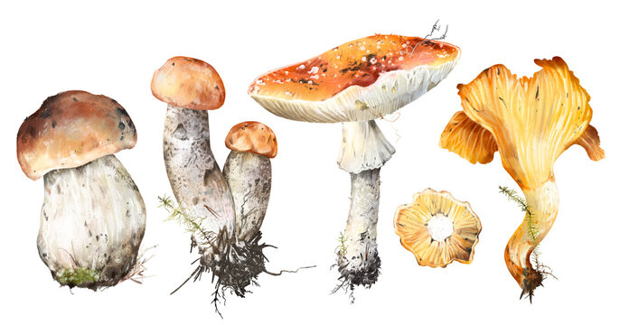 Watercolor hand drawn set of forest mushrooms porcini, birch bolete, fly agaric, chanterelle, with roots and soil, isolated on white background. Rustic autumn woodland clipart for fall, nature design