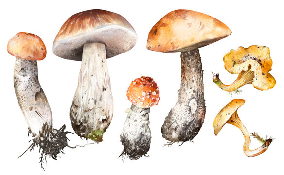 Watercolor hand drawn set of forest mushrooms porcini, birch bolete, fly agaric, chanterelle, with roots and soil, isolated on white background. Rustic autumn woodland clipart for fall, nature design