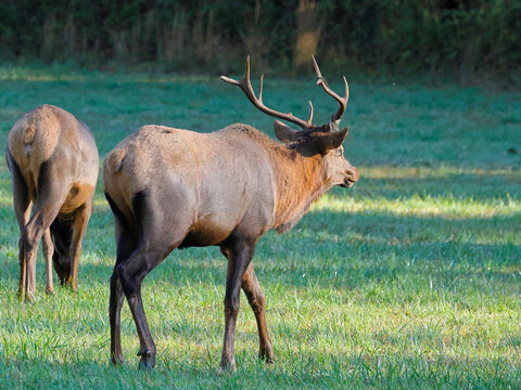 Majestic elk stands in sunlit grassy field. Another elk grazes nearby, unaware of the camera. Golden light glows softly on the terrain. Wilderness tranquility radiates from the scene