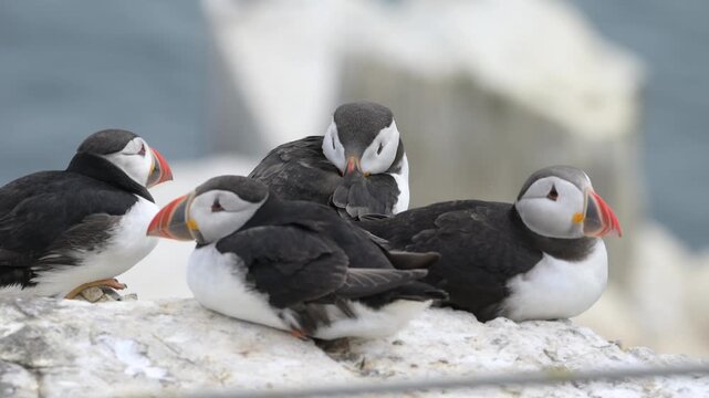 A group of Atlantic puffins huddled