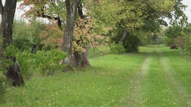 Autumn colors emerge among trees beside a grassy orchard path in a cultivated rural landscape. A distant walker passes through soft daylight as green, yellow and red foliage frames the tranquil scene.