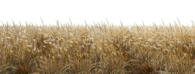 Naklejka premium Golden wild feathers grass meadows cut out transparent backgrounds 3d render png