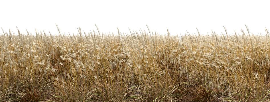 Golden wild feathers grass meadows cut out transparent backgrounds 3d render png