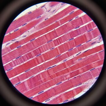 Light Micrograph Of Skeletal Muscle Longitudinal Section Highlighting Cellular Striations And Histology For Medical And Biomedical Research