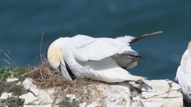 A northern gannet tends to the nest