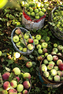 Baskets and buckets filled with apples after orchard harvest