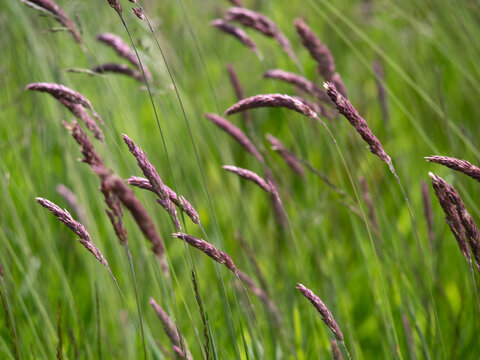 Flowering grass Yorkshire Fog in a gentle breeze