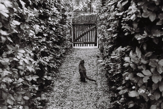 cat and gate