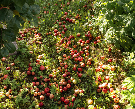 Fallen apples covering grass under apple tree in orchard