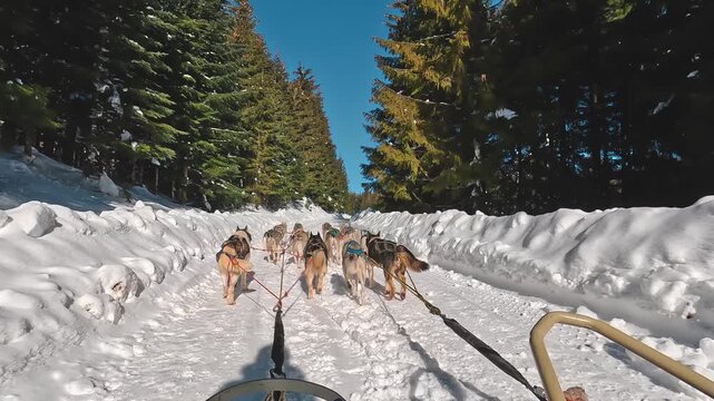 Riding a dog sled in winter on snow covered forest road, first person view