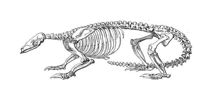 Skeleton of Chinese pangolin (Manis pentadactyla), Historic, digitally restored reproduction of a 19th century original, exact original date unknown