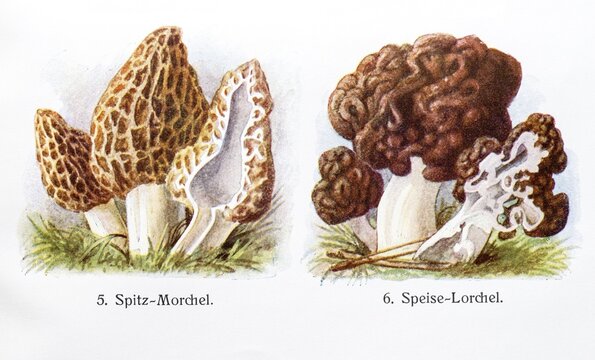 Drawings of mushrooms, black morel (Morchella elata) (syn.: Morchella conica) o. pointed morel, and edible morel (Gyromitra esculenta) (syn. Helvella esculenta) o. spring poisonous morel, spring morel, poisonous morel, which is eaten regionally despite its poisonousness, young and old fruiting bodies, longitudinal section, coloured chromolithography, lithography, detailed historical colour plate, illustration from Otto Schmeil, Lehrbuch Botanik, 28th edition, 1962. old fruiting bodies, longitudinal section, coloured chromolithography, lithography, lithograph, detailed historical colour plate, illustration from Otto Schmeil, Lehrbuch der Botanik, 28th edition, 1911, Germany