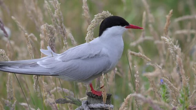 An Arctic tern perches on a fence post
