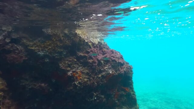 Snorkeling at Oludeniz, Turkey, not much marine life, only few fish swimming near algae covered rocky shore, 2x Slow Motion underwater video