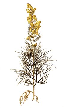 Poison Monkshood, Yellow Monkshood, or Healing Wolfsbane, Aconitum anthora, Ranunculaceae, Illustration by Giovanni Antonio Bottione, watercolour, 1770-1781, Historic, digitally restored reproduction from a 19th century original, Record date not stated