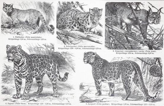 Verschiedene Katzennische Wildkatze (Felis lybica), Nebelparder (Neofelis nebulosa), Luchs, Jaguar, Panthera onca, Leopard, Panthera pardus, Historisch, digital restaurierte Reproduktion einer Originalvorlage aus dem 19. Jahrhundert