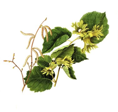 Corylus americana, American hazelnut, Corylus americana Marsh, Betulaceae, Illustration by Angela Rossi Bottione, watercolour, 1812-1837, Historical, digitally restored reproduction from a 19th century original, Record date not stated