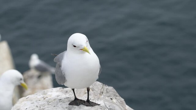 A black-legged kittiwake perched