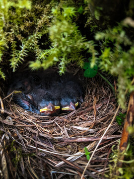 Baby Birds in Nest