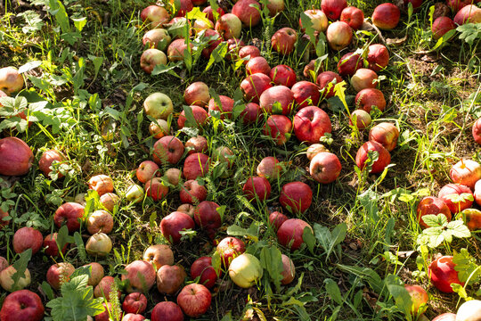 Ripe fallen apples scattered across grass in orchard