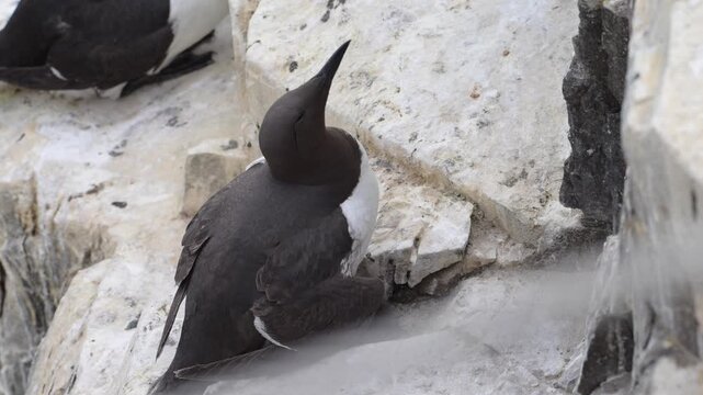 Guillemot protecting it's chick